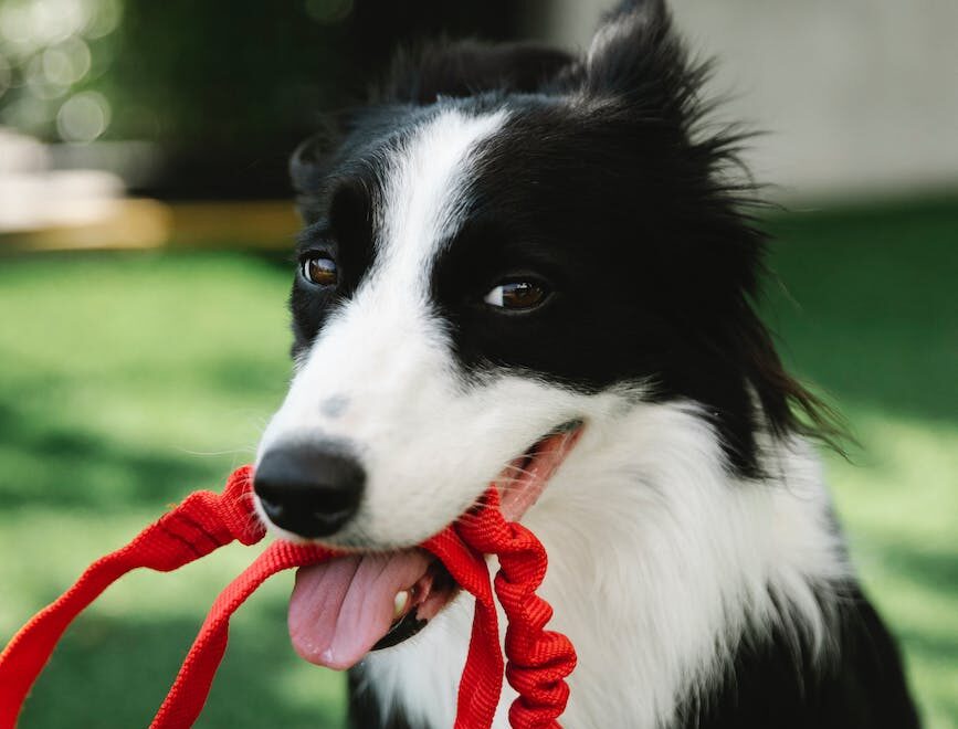 adorable border collie with leash